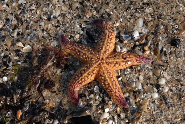 Rozgwiazdy na karaibskiej plaży — Zdjęcie stockowe