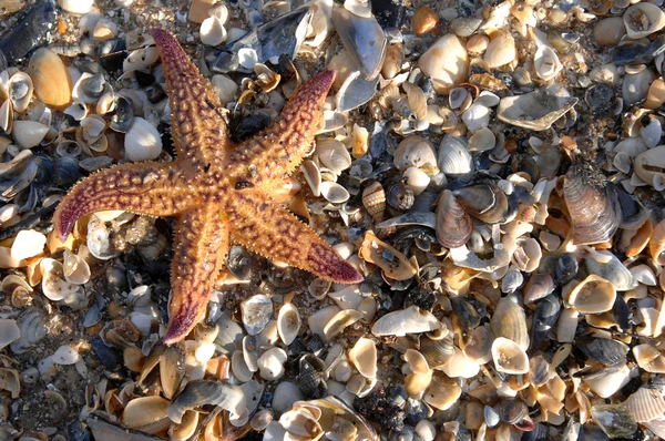 Star fish on caribbean beach — Stock Photo, Image
