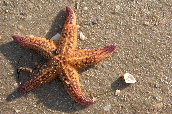 Hvězda ryby na Karibské pláži — Stock fotografie