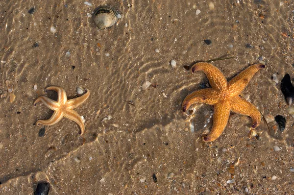 Star fish on caribbean beach — Stock Photo, Image