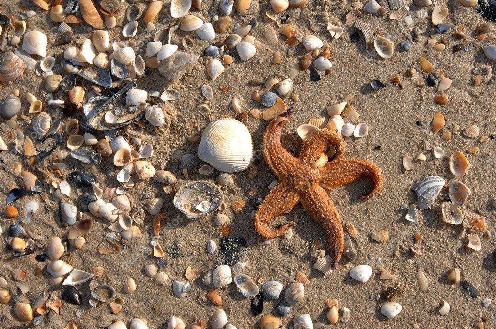 海洋之星或星鱼坐在当中的贝壳在海滩上– 图库图片