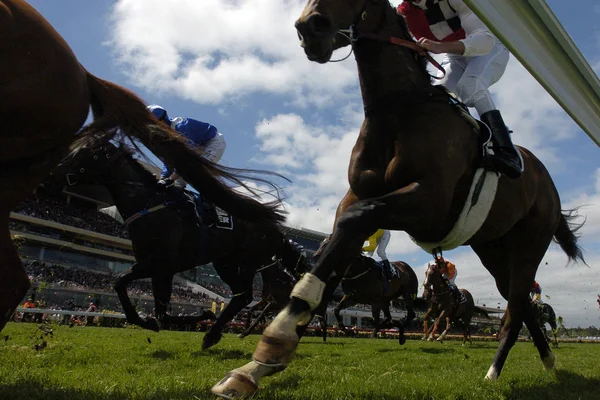 Bijhouden van paardenrennen — Stockfoto