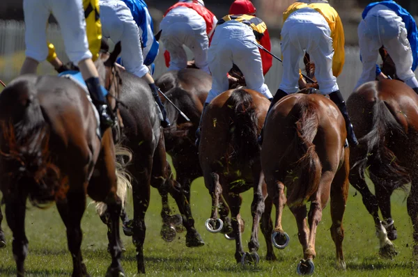 Corrida de cavalos de pista — Fotografia de Stock
