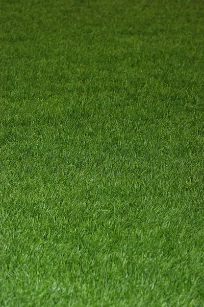 Grünes Gras auf dem Feld Stockbild
