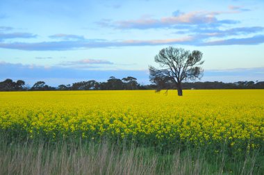 ağaç sarı çiçek açan içinde çayır