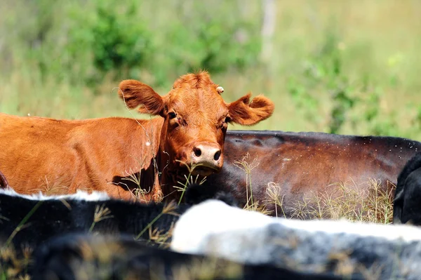 Vaches d'élevage pâturage — Photo