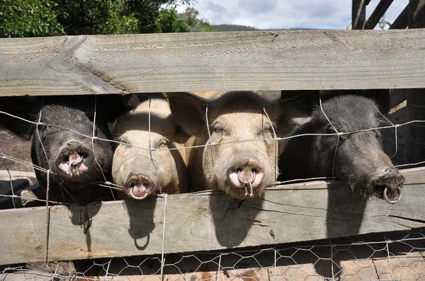 Ферма Свині в сільській місцевості . — стокове фото