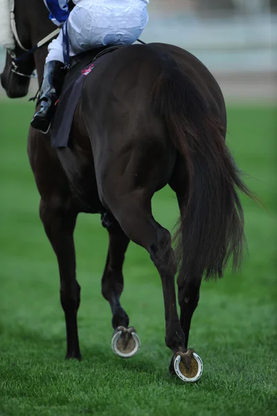 Jockey riding racehorse — Stock Photo, Image