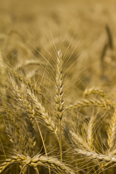 Пшеница или кукуруза — стоковое фото