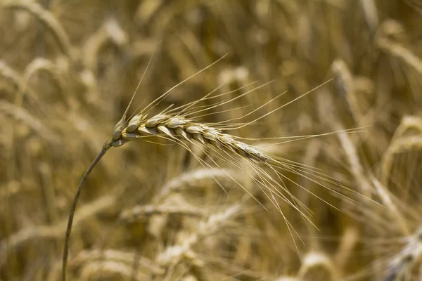 Пшеница или кукуруза — стоковое фото