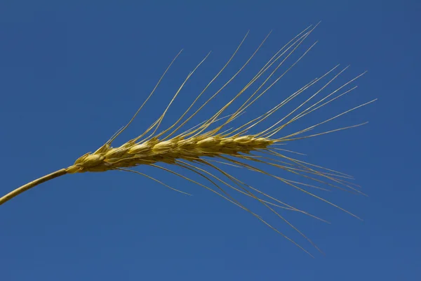 Wheat or corn — Stock Photo, Image