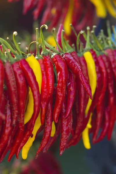 stock image Pepper