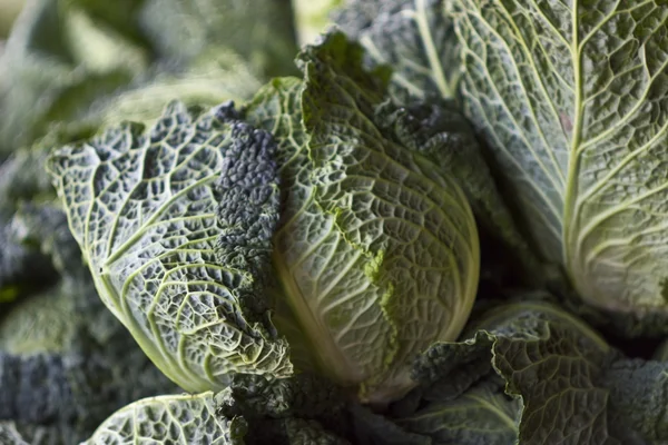 stock image Savoy cabbage