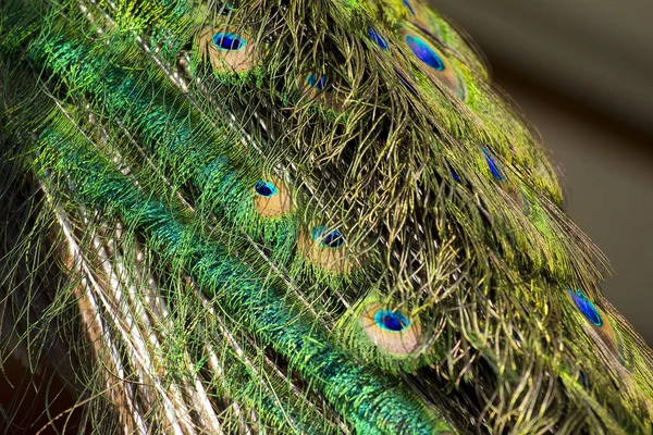 Peacock's feather — Stock Photo, Image