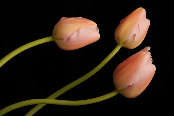 stock image Bunch of tulips