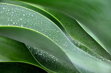 Raindrops on green leaves clipart