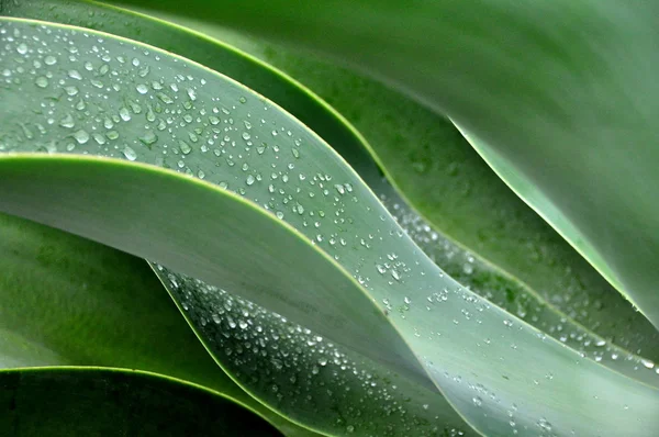 stock image Raindrops on green leaves