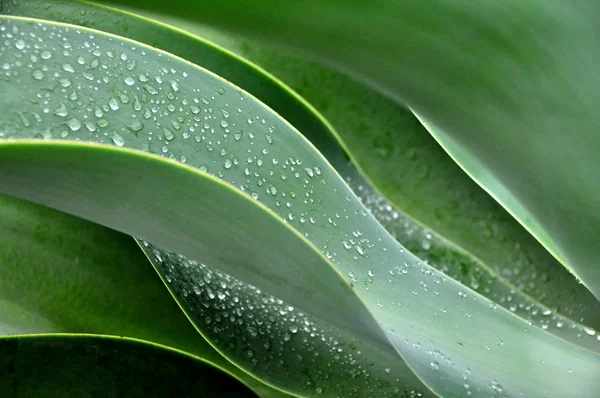 緑の葉に雨滴 ロイヤリティフリーのストック写真