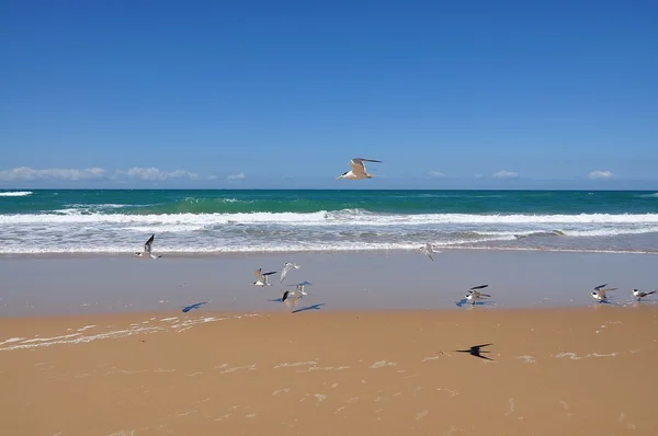 stock image Terns