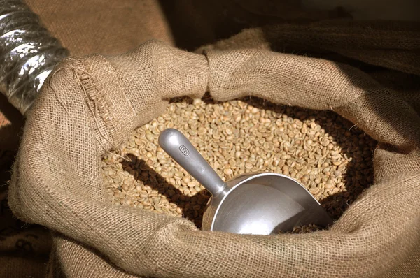Свіжі зелені кавові зерна — стокове фото