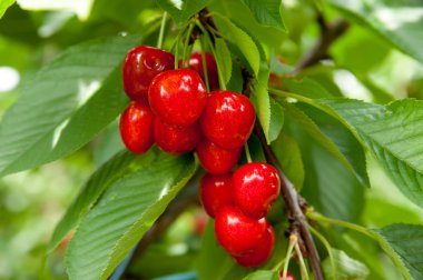 Cherries on a branch clipart