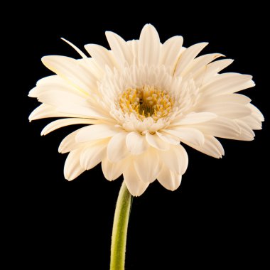 Gerbera daisy clipart