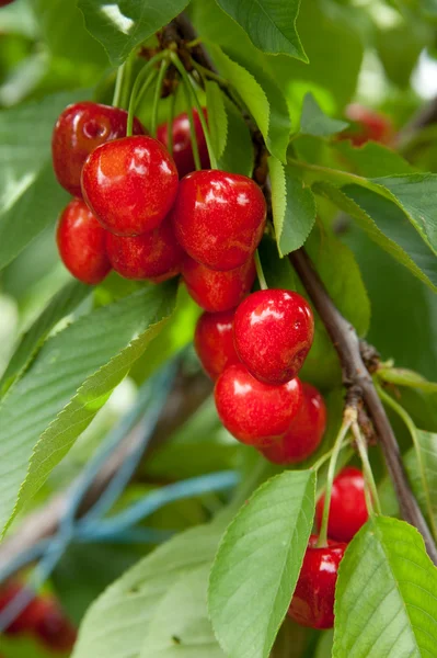 stock image Cherries on a branch