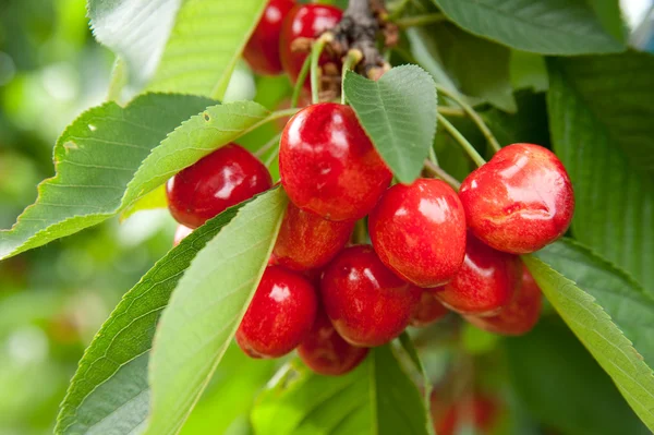 stock image Cherries on a branch