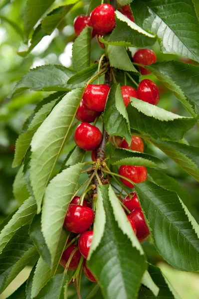 stock image Cherries on a branch