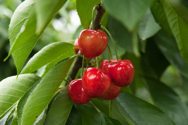 stock image Cherries on a branch