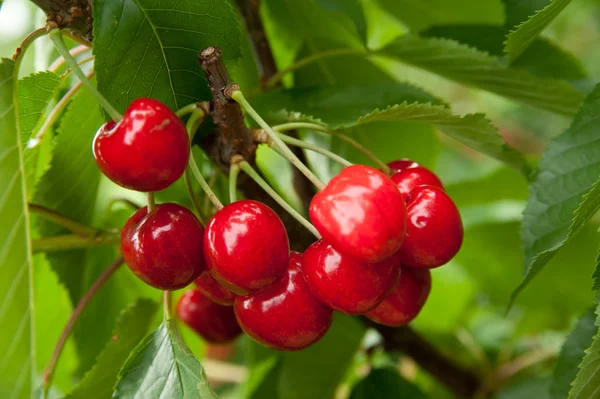 stock image Cherries on a branch