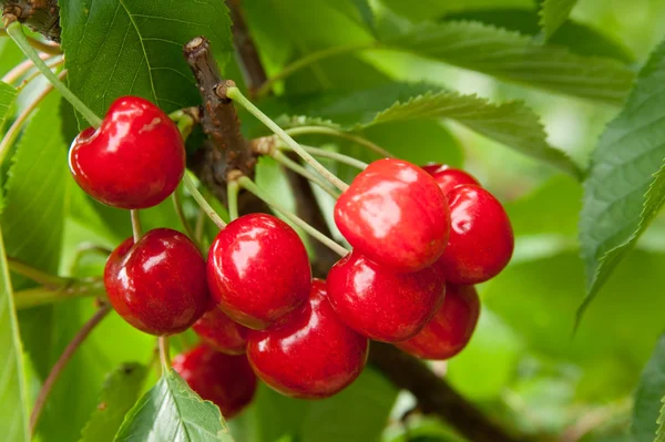 stock image Cherries on a branch