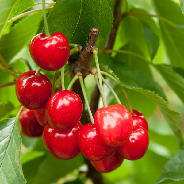 stock image Cherries on a branch