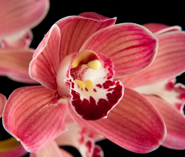 Stock image Orchid flower