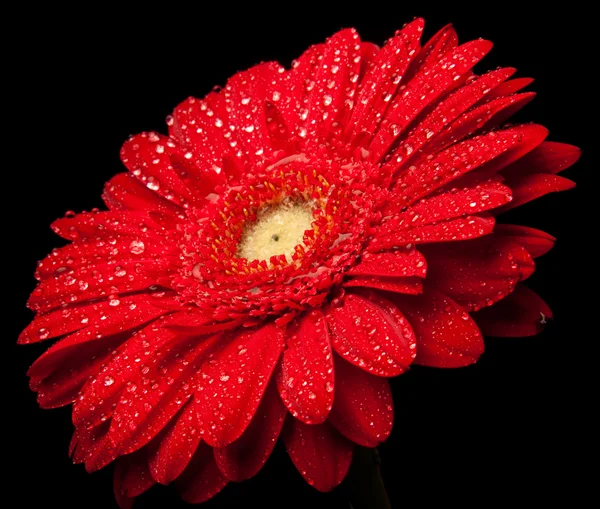 stock image Red gerbera daisy with water drops