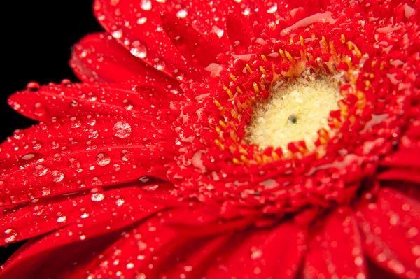 stock image Gerbera daisy