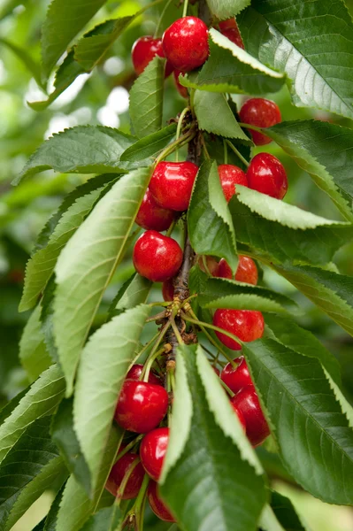 Stock image Red cherries on branch