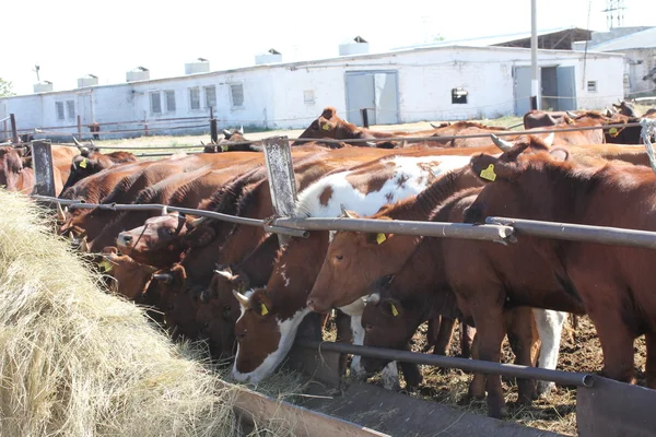 stock image Farm