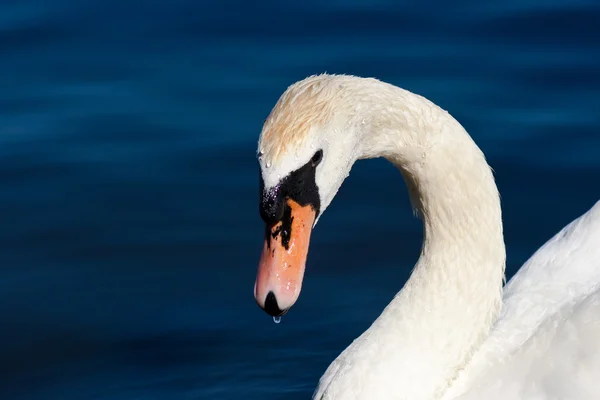Alster-Swan — Stockfoto