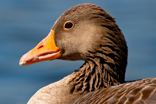Detail of a goose — Stock Photo, Image