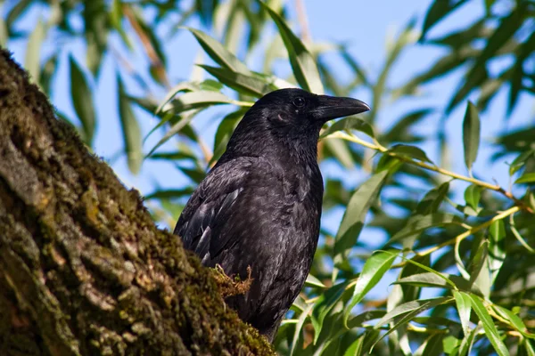 A common raven — Stock Photo, Image