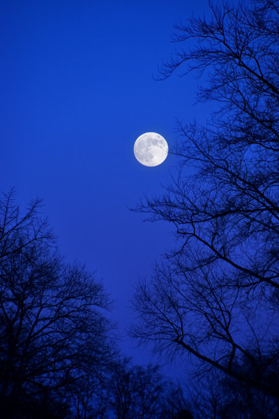 Full Moon in a park