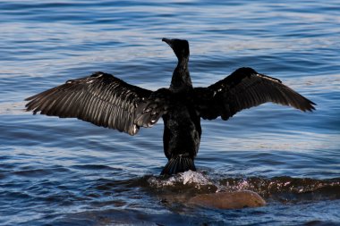 Cormorant clipart