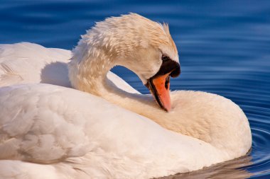 Alster-Swan clipart