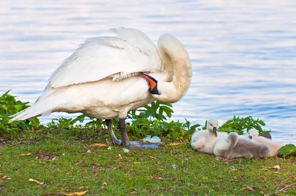 A swan family — Stock Photo, Image