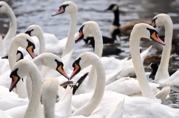 Alster swans — Stock Photo, Image