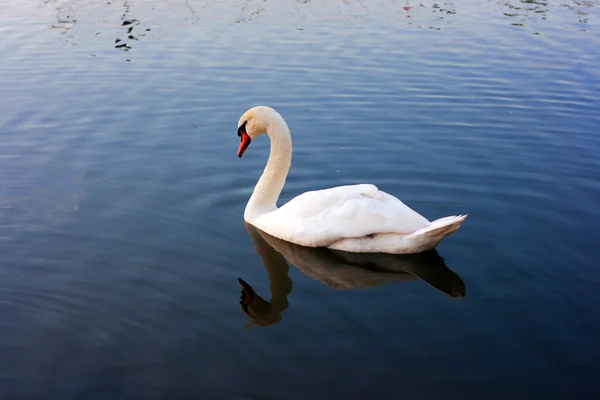 stock image Swan