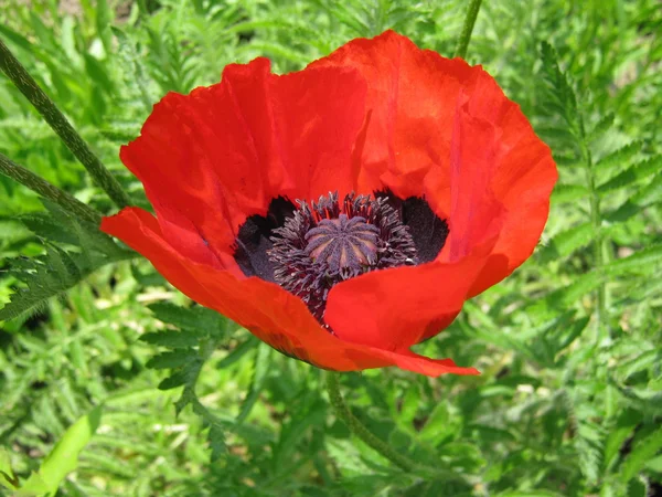 stock image Poppy flower