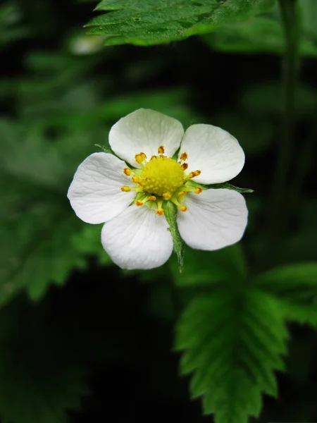 stock image Strawberry flowers