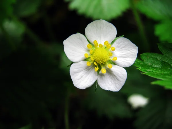 stock image Strawberry flowers